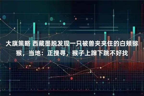 大旗策略 西藏墨脱发现一只被兽夹夹住的白颊猕猴，当地：正搜寻，猴子上蹿下跳不好找